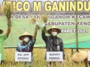 Dico – Basuki Blusukan ke Sawah Tanjunganom