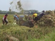 Petani Padi Menjerit, Harga Gabah Kering Panen Anjlok