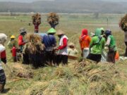Musim Kemarau, Harga Gabah Kering Melambung