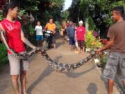 Warga Gringsing Digegerkan Penangkapan Ular Python Makan Hewan Ternak