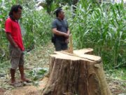 Pembalakan Liar Kayu Jati Alas Roban Digagalkan, 2 Pelaku Berhasil Diringkus