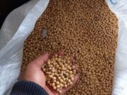 Cuaca Buruk Disertai Gagal Panen Akibatkan Harga Kedelai Melambung