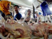 Harga Daging Ayam Tembus 40 Ribu Perkilogram, Warga Pilih Jeroan Lebih Murah