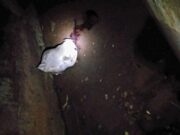 Geger Penemuan Mayat Dalam Karung di Bawah Jembatan Hutan Jati Alas Roban