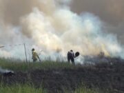 Puluhan Hektar Tanaman Padi Siap Panen Ludes Terbakar